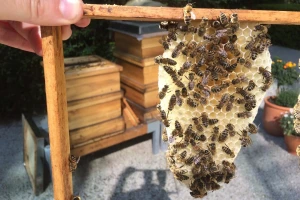Nestašica je meda u Hercegovini - košnice selili u sjeverne dijelove