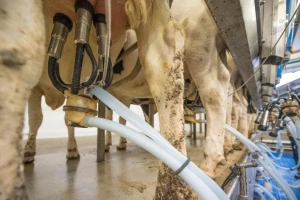 Kako pravilno postupati sa mlijekom nakon muže?