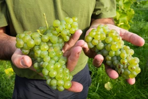 Traže sezonske radnike za berbu vinskih sorti grožđa