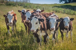 Pregoni na pašnjacima ili kako rotacijska ispaša poboljšava kvalitet trave?