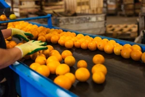 Zabranjen uvoz 20 tona mandarina iz Turske usljed povećanog sadržaja pesticida