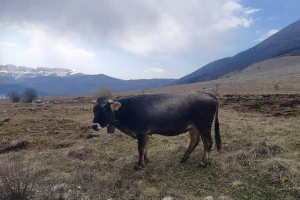 Kad čeljad nije bijesna, ni Zijemlja nisu tijesna: Gdje su konačili šverceri i žandari?