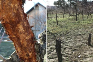 Kako spriječiti štete od malog potkornjaka u voćnjacima? Pomažu i ptice