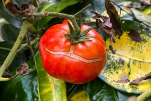 Kako spriječiti pucanje paradajza - rješenje je jednostavnije nego što mislite