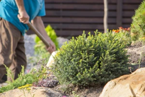 Kako izraditi kamenjar - mini planinu u vrtu