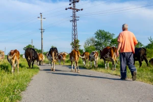 Kapović: Zbog ograničenog izvoza u Crnu Goru, od juna smanjenje količina otkupa mlijeka