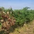 Ključne mjere u vinogradu nakon berbe - od čišćenja do zimske rezidbe