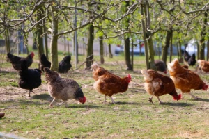 Upotreba kokošijeg đubriva u poljoprivredi