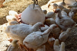 Mali peradari tuže velike "kokošje kartele"