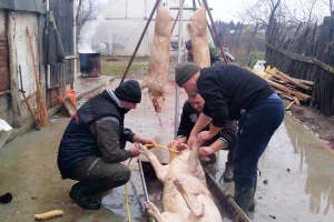 Svinjokolj, kolinje ili zabijačke i kome pripada džigerica?