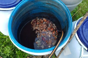 Tretirajte voće prije mirovanja prirodnim preparatima od luka, koprive, sode i kreča