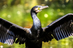 Ribolovci ubijaju kormorane, a pravi krivac - čovjek?