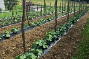 Već 0,1 ha kornišona osigurava egzistenciju četveročlanoj porodici na godišnjem nivou