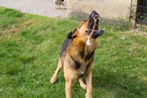 Zašto psu ne treba davati kosti?