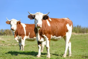 Jovo Stević uzgaja sretne krave, a farma mu je izgrađena po najsavremenijim standardima