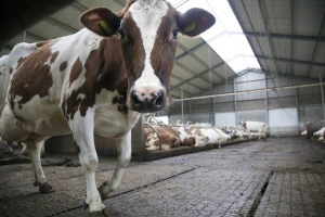 Sve manje krava, a najmanje sijemo kukuruz