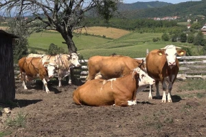 Nakon farmi koka nosilja, uskoro se završava gradnja moderne farme muznih krava