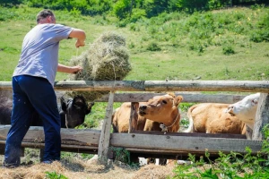 Stočarstvo osigurava hranu i radna mjesta, ali i onečišćuje - kakva ga budućnost čeka?