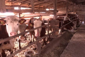 Mogućnost unaprijeđenja genetskog materijala goveda i kod nas?