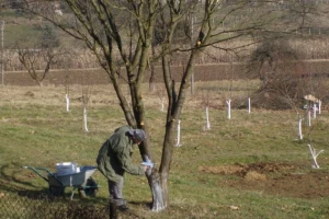 Čemu plavo prskanje i krečenje stabla?