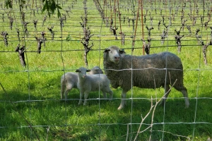 Kriza jedne porodice, prilika za luksuzni brend: Došli do gotovo 650 ha vinograda