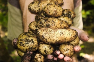 Domišljati farmer: Ljut na tržne centre postavio automat za prodaju krompira 24/7