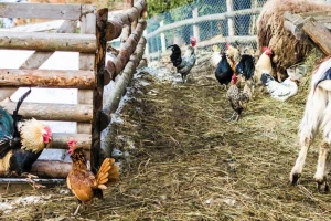 "Miris" balege i kukurikanje pijetla u Francuskoj prirodna baština