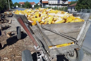 Mikotoksini u kukuruzu, berba, čuvanje i skladištenje