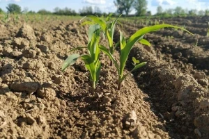 Zašto je važna međuredna kultivacija kukuruza?