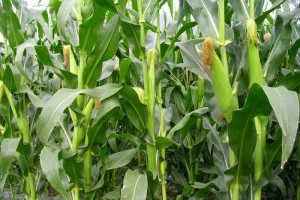 Zlatica napada kukuruz, već vidljive štete