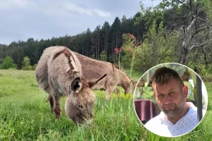 Kupili jednog magarca zbog djece, danas na farmi imaju njih 40
