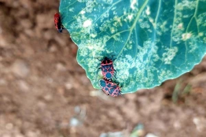 Kupusna stjenica - značajna štetočina, pregledajte kupusišta!