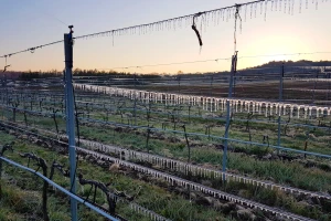 Zaštitu od proljetnog mraza voćari i vinogradari moraju pripremiti već ove jeseni