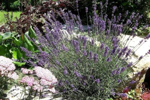 Lavanda dobro podnosi i sušu i niske temperature