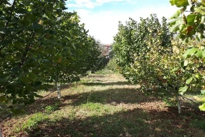 Prva plantaža lješnika u Gacku - prvih godina nema zarade, ali se zato kasnije isplati