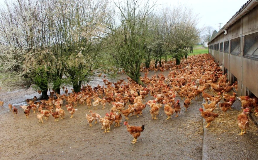 koko&scaron;ke ispred farme na otvorenom
