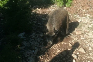 Bliži se lovna sezona - u najavi unaprjeđenje i ovog sektora