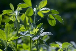 Kako đubriti lucerku i koja tla joj najviše odgovaraju?