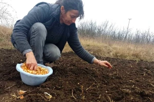Crni luk: Na šta obratiti pažnju prije nego što zabodete arpadžik u zemlju?