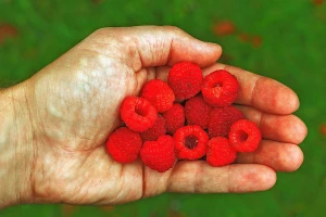 Hoće li dobiti 1,82 KM za kilogram malina?