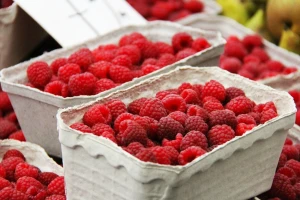 Frozen Berries objavio konačne cijene maline za ovu godinu!