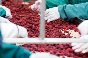 Zbog mraza i do 70% manja proizvodnja maline?