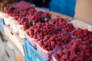 Proizvodnja maline ima dobru šansu u BiH