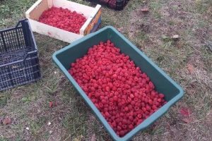 Bliži se kraj oktobra, no malina se i dalje bere!