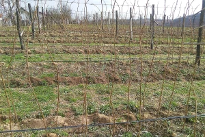 Nakon berbe maline, slijedi vezivanje izdanaka - kada to uraditi i kako?