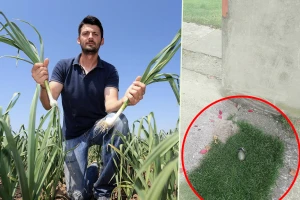 Zbog zakupa zemlje ostavili mu upozorenje - ručnu bombu u dvorištu!?