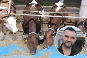 Na farmu u Posavinu stigle pincgavkinje: Nova stara pasmina u BiH