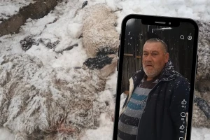 Mehmed Džinić ostao bez pola stada: "Srušila se zgrada i ubila mi ovce"