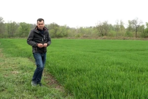 Mile Čavić zasijao pšenicu na 6 ha: Kažu da ovu sortu divlje svinje ne diraju