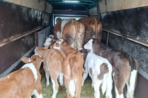 Mladi farmer iz Laktaša smanjuje proizvodnju: Prodaje krave da zatvori dugove